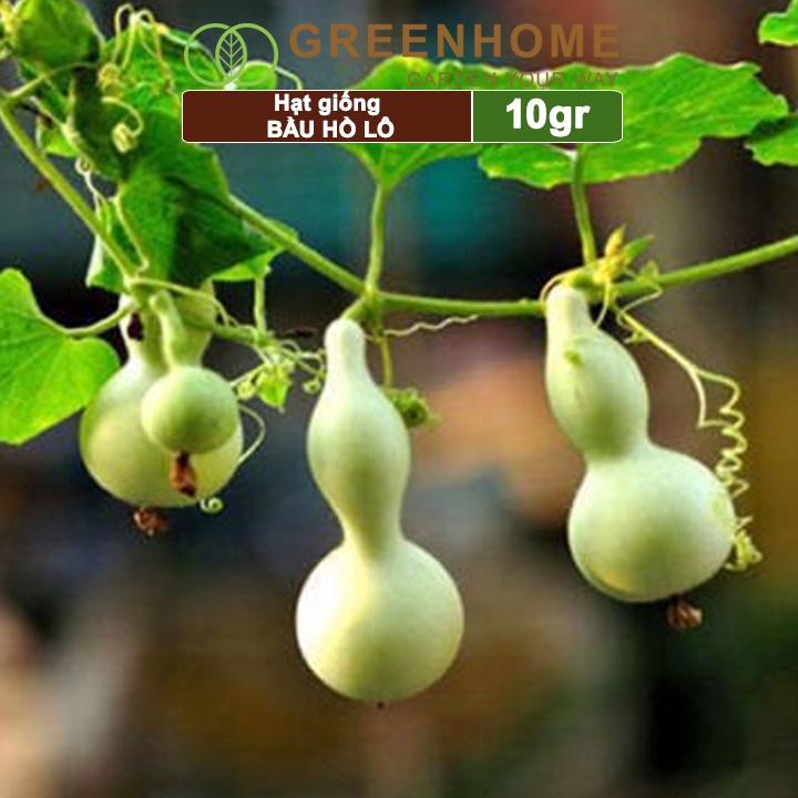 Hạt giống Bầu Hồ lô Greenhome, gói 1gr, sinh trưởng mạnh, năng suất cao T11