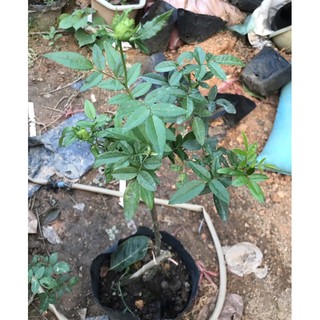 cây hồng xanh (dáng tree)