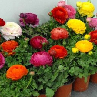 20 Hạt giống hoa Hồng Ri Ba Tư mix màu (Kèm kích thích hạt nảy mầm)