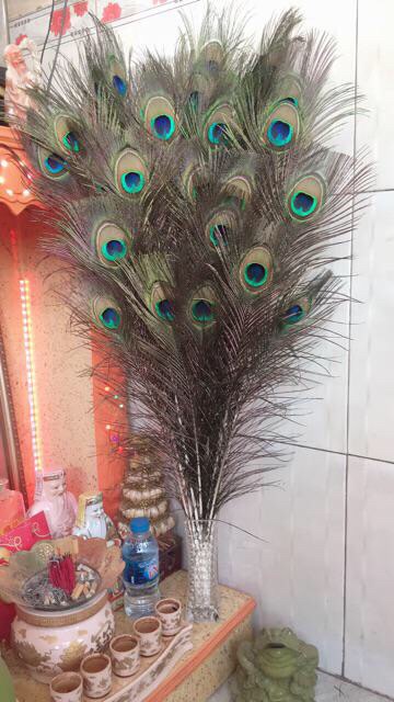 Lông công 100cm tự nhiên LOẠI 1 to đại | BigBuy360 - bigbuy360.vn