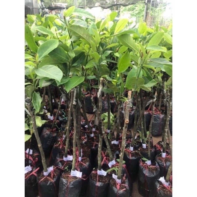 Cây giống mít tố nữ siêu trái nữ hoàng các loài mít.