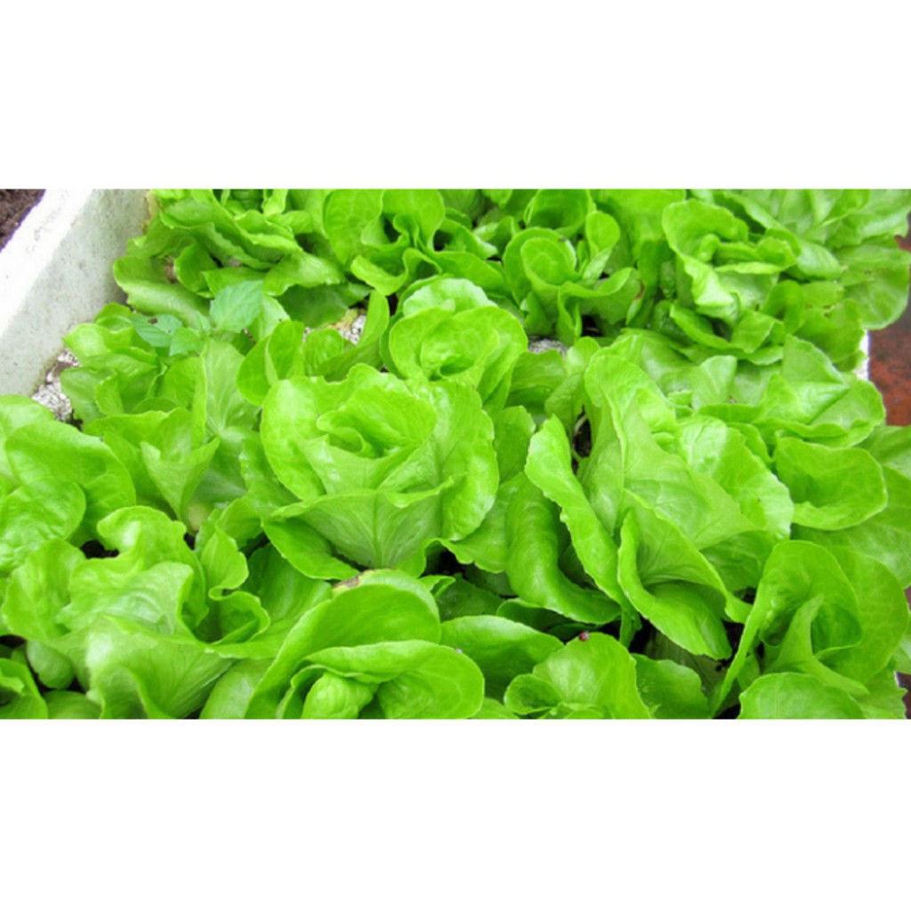 Hạt Giống Xà Lách Búp Thảo Nguyên No.5 Phú Nông - Gói 2g