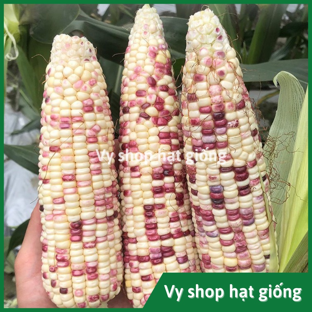Hạt giống ngô nếp  cẩm hồng Thái Lan gói 70 hạt