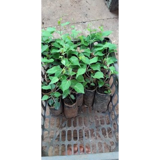 Hạt giống cây lá giang