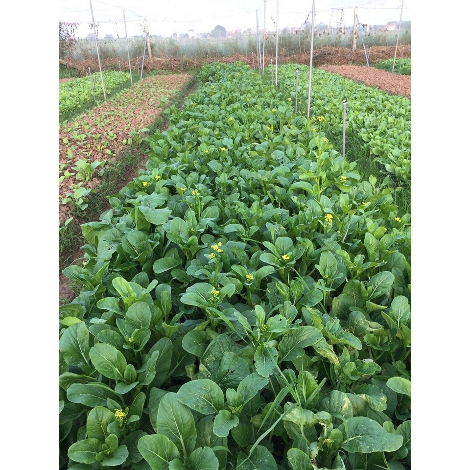 Hạt giống rau cải ngồng (cải ngọt ăn bông) - rau củ quả trồng chậu, vườn dễ chăm sóc tỉ lệ nảy mầm cao 10gr KABUTTO 117