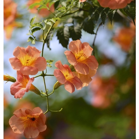 10 hạt giống hoa đăng tiêu  ( tặng kèm thuốc kích mầm ra rễ)