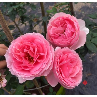 Hoa hồng eckart wizigmann