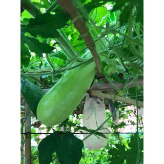Gói 2g Hạt Giống Bầu Xị Lai F1 Rado 518, Trồng Quanh Năm, Trái Bóng, Đặc Ruột, Ăn Ngon
