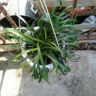 Cây 🌲 Ngải mọi kéo khách