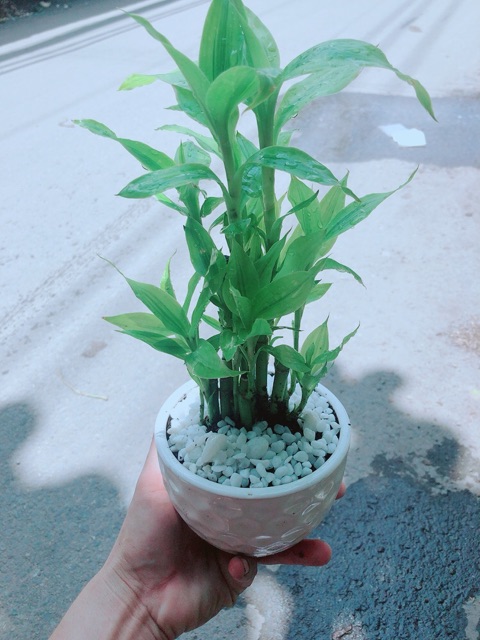 Chậu Trúc Phát Tài