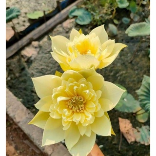 hạt giống sen lớn các màu (10 hạt)