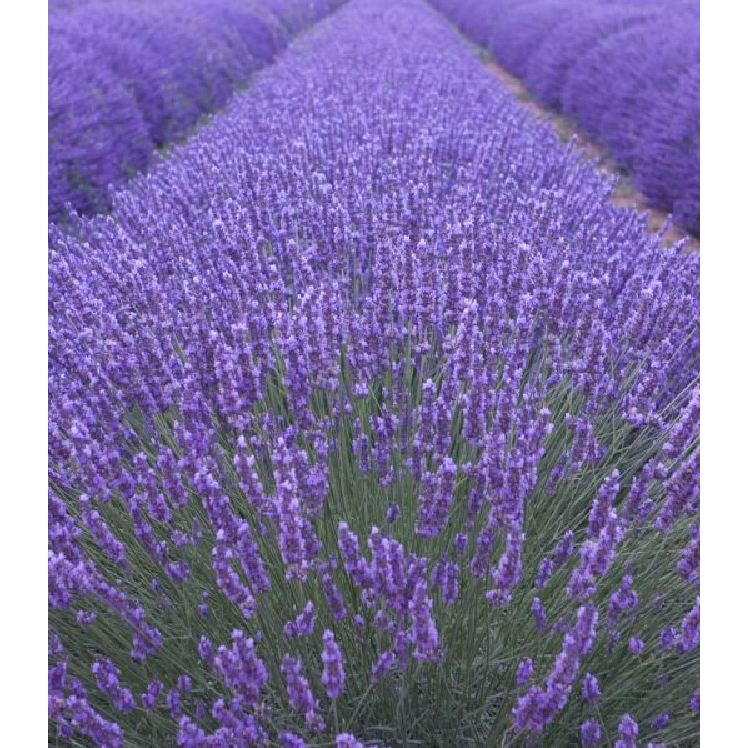 Hạt Giống Hoa Oải Hương tím ( Lavender) 50 hạt/gói