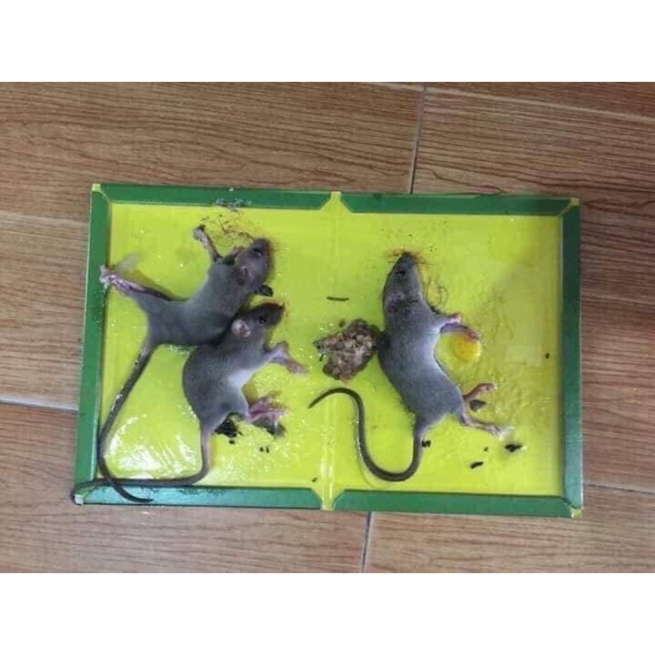 combo 3 miếng keo dính chuột