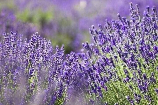 NỤ HOA LAVENDER