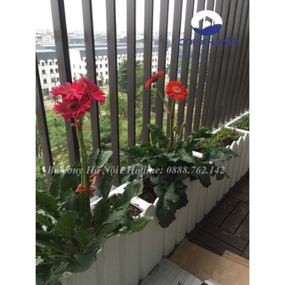 Chậu nhựa cao cấp picomat