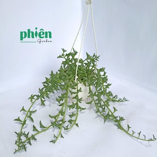 Cây Sen Đá, Fittonia Lá May Mắn Tặng Tốt Nghiệp, Chậu Gốm Dán Tem Nhiệt Graduation Dễ Thương