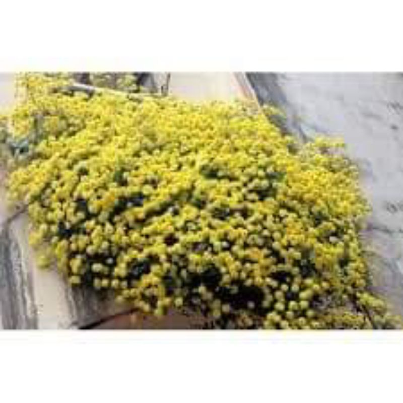 cây hoa cúc chi rủ