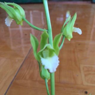 Combo 4 củ địa lan luân (dòng hoa lớn)