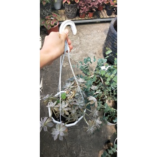Sen Đá Đá Ma Thụ Chậu  Size 30-35 cm