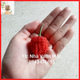 5 hạt giống carolina reaper red - ớt cay nhất thế giới