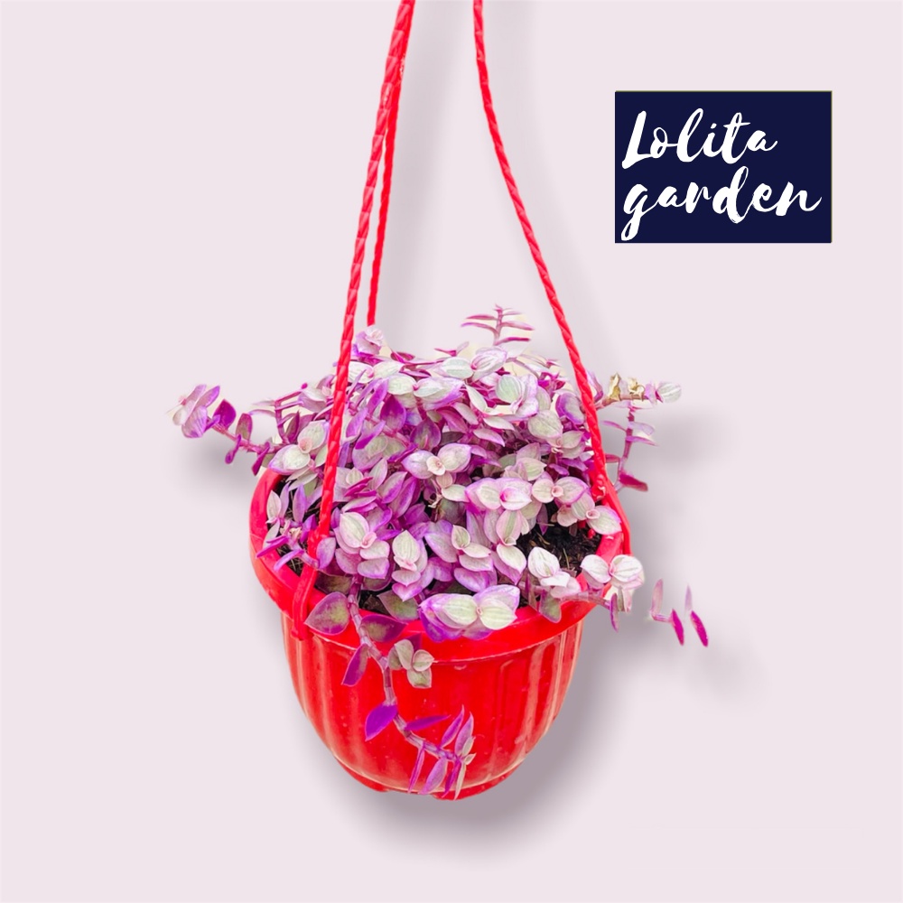 Cỏ pink lady chậu treo Đà Lạt size 9cm cây cảnh trang trí nhà cửa Lolita garden