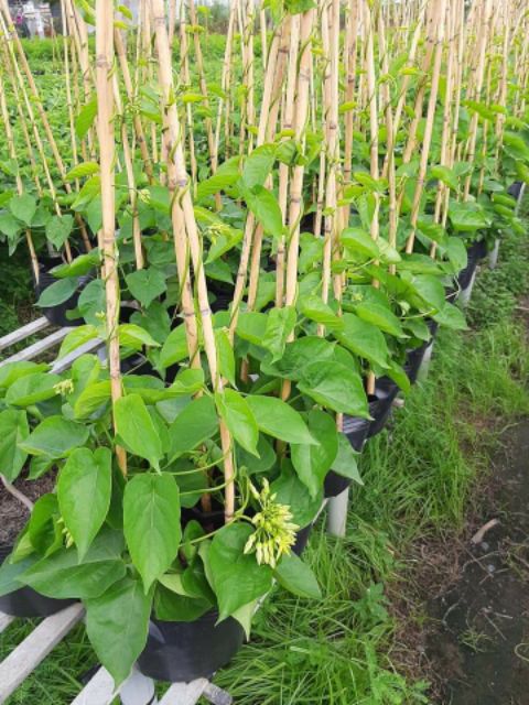 Dây Thiên Lý.... siêu hoa... thơm nứt mũi