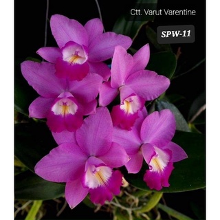 Hoa lan catt varut valentine cây giống cao 5-10cm