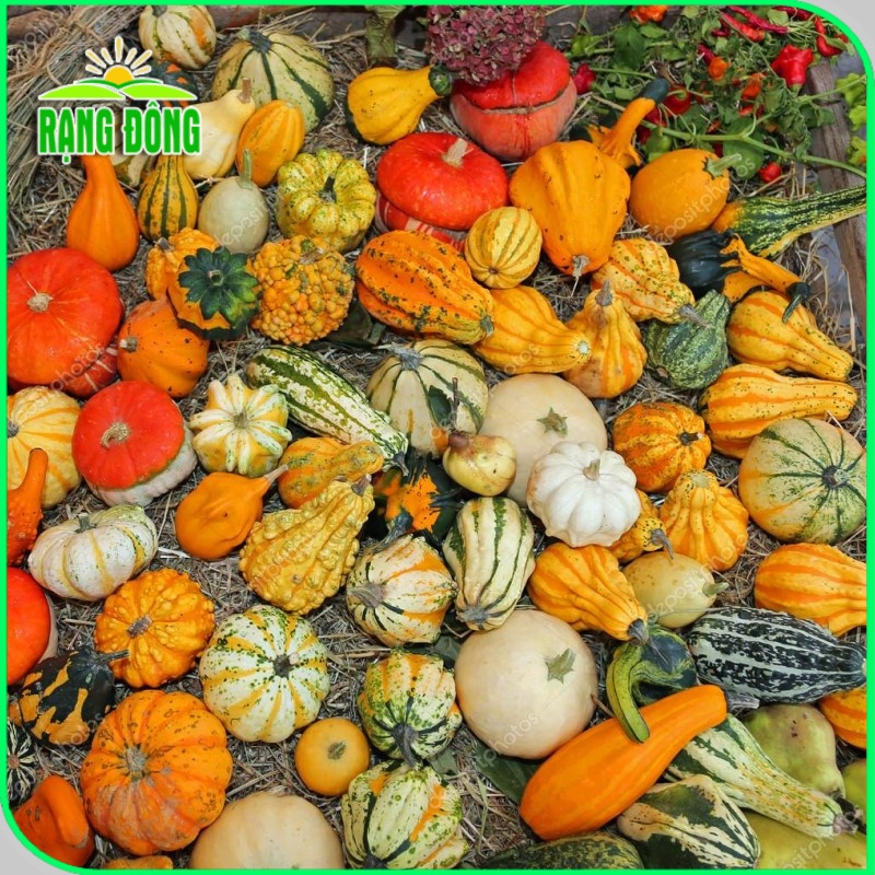 Hạt giống Bí Ngô Mix Fancy trồng quanh năm, nhiều loại, nhiều màu mix trộn (gói 1 gr) - Hạt giống Rạng Đông