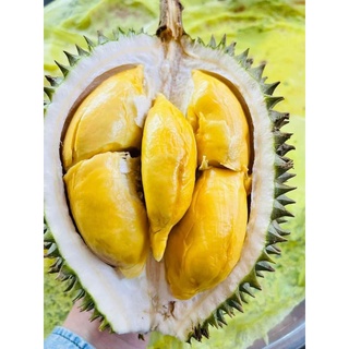 Cây giống sầu riêng monthon siêu sớm