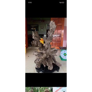 Trầm cảnh trưng bày