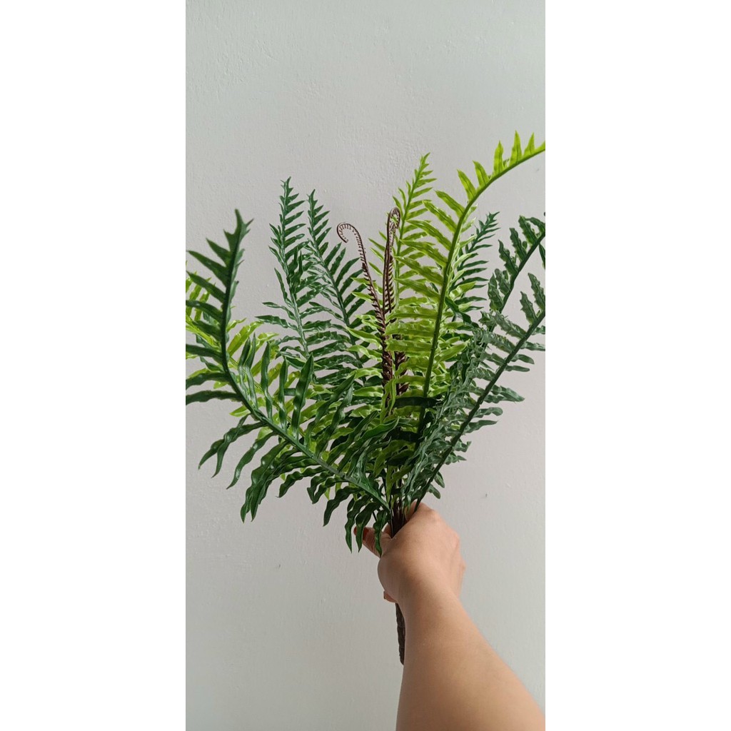 Cây dương xỉ trang trí,cụm điểm trang trí