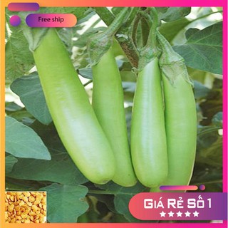 Hạt giống Cà xanh mỡ (0.5g)