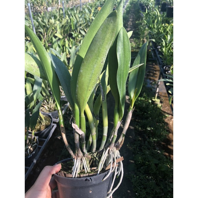 ❤️❤️Cattleya mini Đỏ Nhung