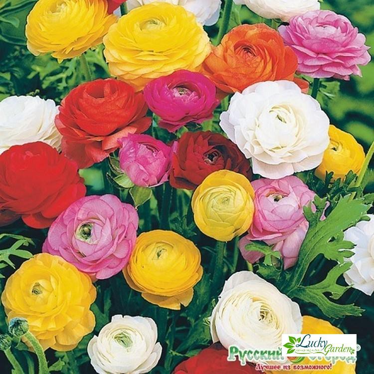 20 Hạt giống Hoa hồng Ri ba tư  XTRA TẶNG KÈM PHÂN VÀ KÍCH MẦM