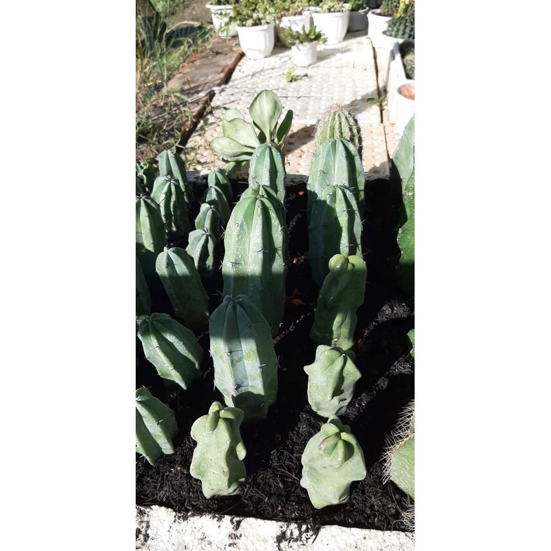 XƯƠNG RỒNG MYTILO 12-16CM