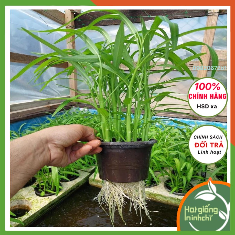 Hạt giống rau muống lá tre thái lan F1 dễ trông kháng bệnh tốt-rau củ quả trồng ban công sân thượng