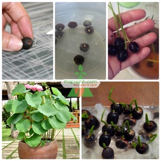 5 Hạt giống Sen Nhật mini