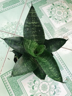 Lưỡi hổ xanh lùn (cây cảnh phong thủy)