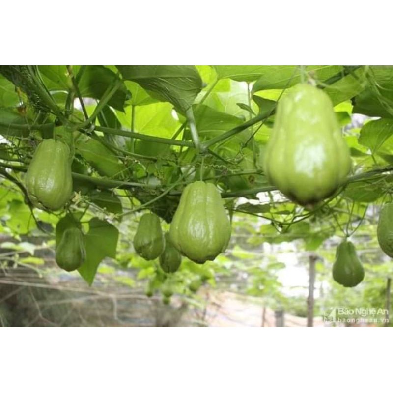 Combo 5 củ su su giống