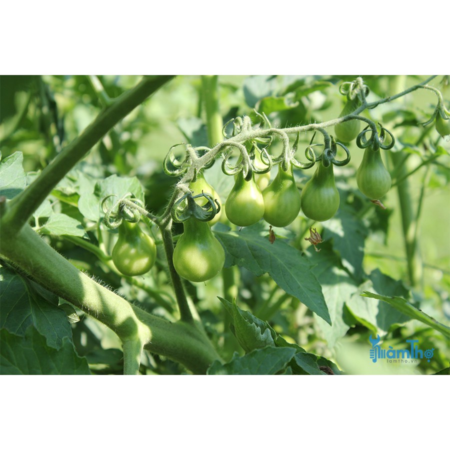 Hạt Giống Cà Chua Qủa Lê Vàng  - Giàu Dinh Dưỡng, Năng Suất Cao - MUA 3 TẶNG 1 CÙNG LOẠI