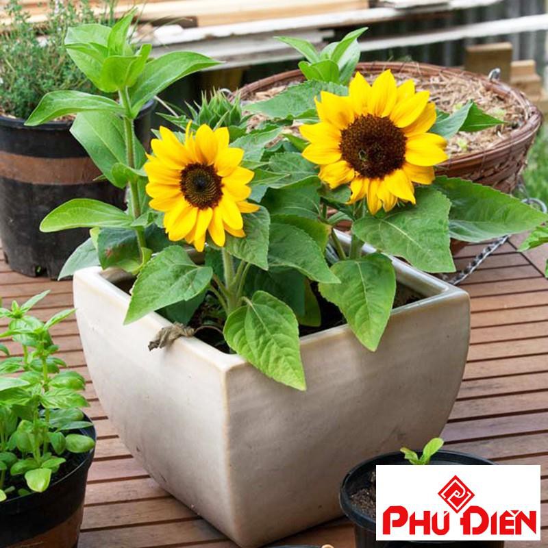 Hạt giống hoa hướng dương lùn 30 hạt  PHÚ ĐIỀN