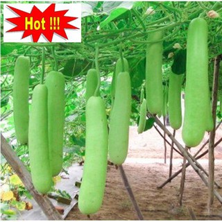 Hạt giống Bầu SAO Lai hạt chất lượng
