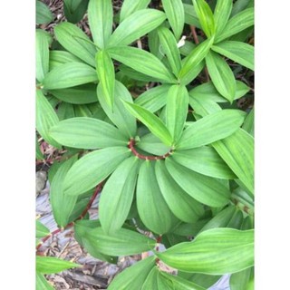 Cây mía dò giống