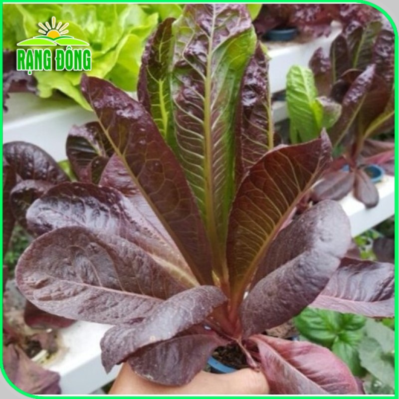 Hạt giống Xà Lách Romaine Tím dễ trồng, giàu dinh dưỡng, sinh trưởng khỏe (gói 2 gr) - Hạt giống Rạng Đông