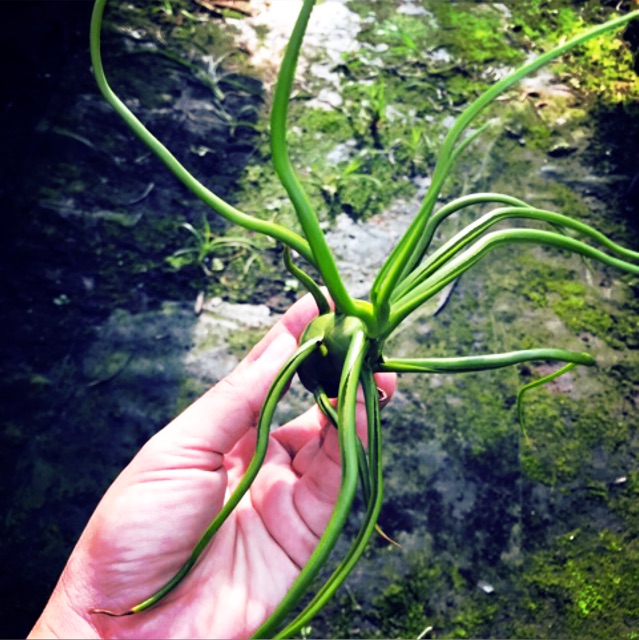 Cây không khí Tillandsia bulbosa