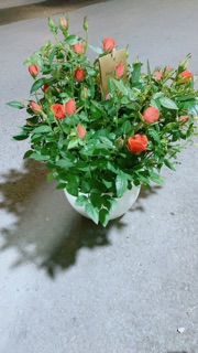 Chậu Hoa Hồng Màu Cam