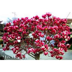Hạt Giống Hoa Mộc Lan F1(Gói 20 hạt)Dễ Trồng, Hoa Nở Đẹp-Tổng kho hạt giống giá rẻ