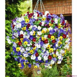 Hạt giống hoa pysan v3868