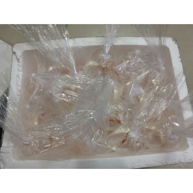 1 kg/size túi chuyên dụng đóng cá cảnh - Nga Guppy có 7 size 9*31,11*35/ 15*35/ 15*50/20*60/35*75/40*75,50*85,