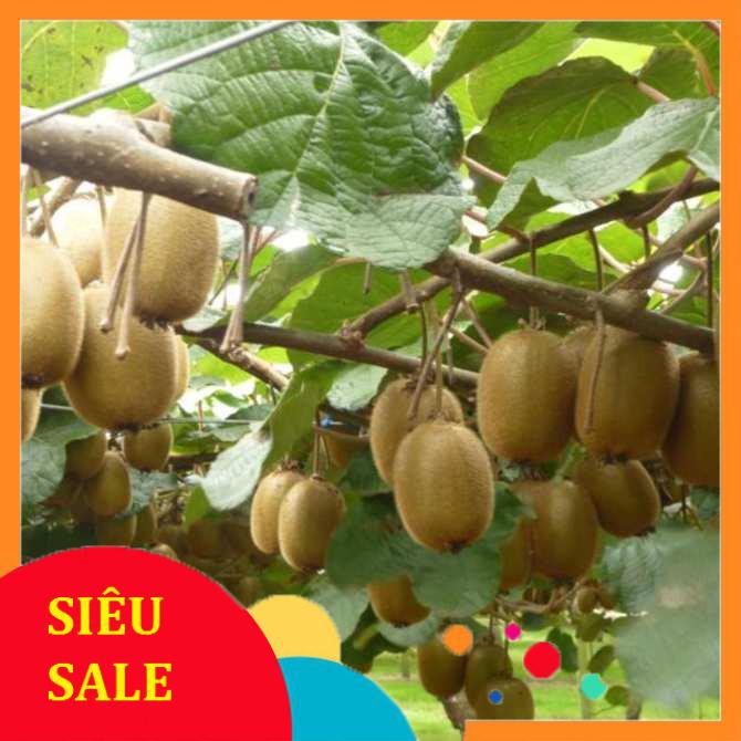 30 Hạt giống Kiwi xanh (tặng gói kích nẩy mầm và hướng dẫn) VIETPHAT